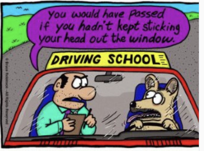German Shepherds make the best drivers.