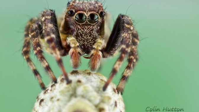 Do you think spiders can be cute?
