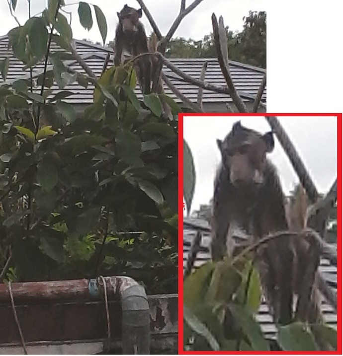 Would you ever consider having a pet monkey?