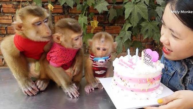 Would you ever consider having a pet monkey?