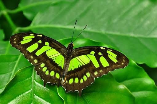 Do you believe that when a relative dies, a butterfly falls on your shoulder and a relative dies?