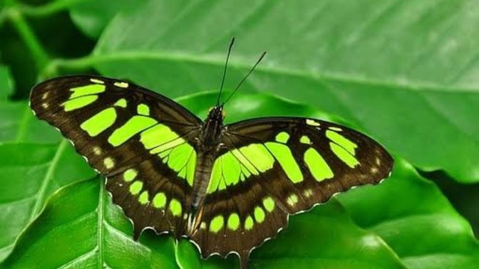 Do you believe that when a relative dies, a butterfly falls on your shoulder and a relative dies?