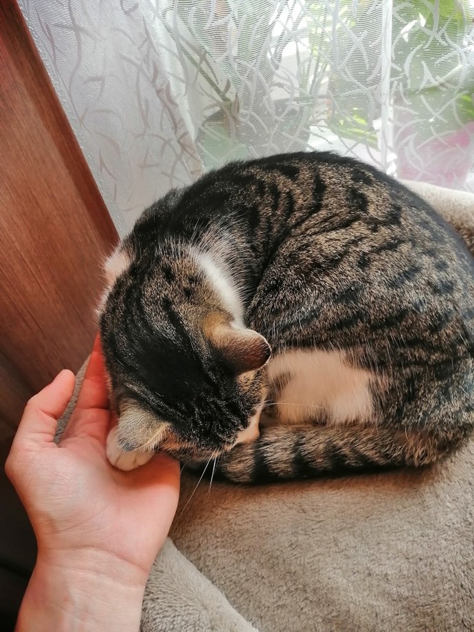 Would you stop dating someone because you were allergic to their cat?