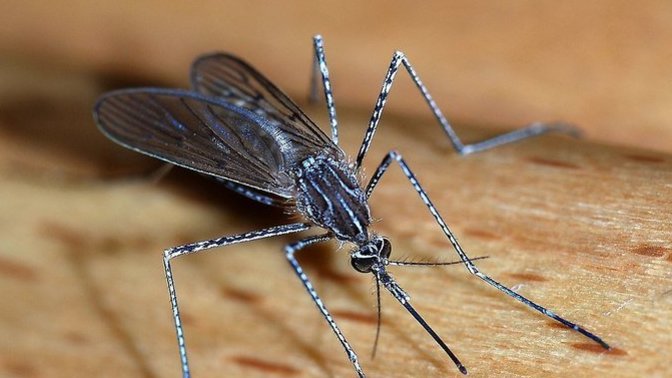 Do mosquitos love you?
