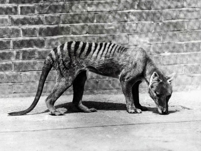 If The Thylacine Is Still Alive, Where You Think It Still Exist?