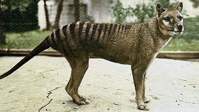 If The Thylacine Is Still Alive, Where You Think It Still Exist?
