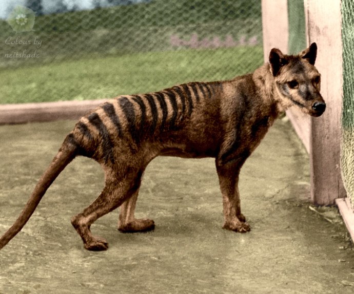 If The Thylacine Is Still Alive, Where You Think It Still Exist?