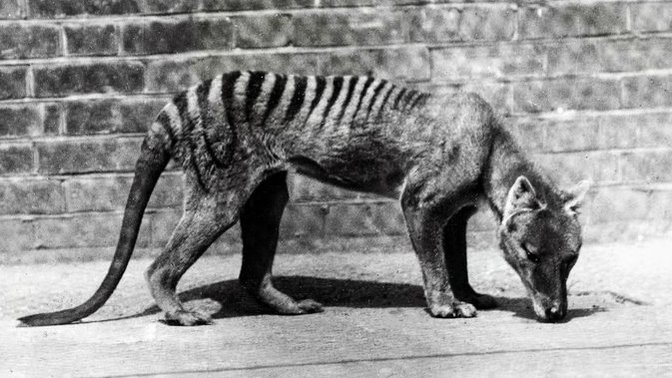 If The Thylacine Is Still Alive, Where You Think It Still Exist?