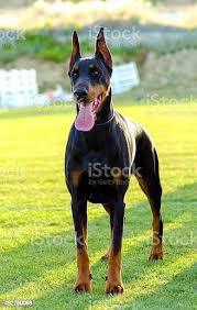 Doberman Pinscher
