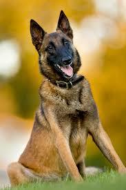 Belgian Malinois