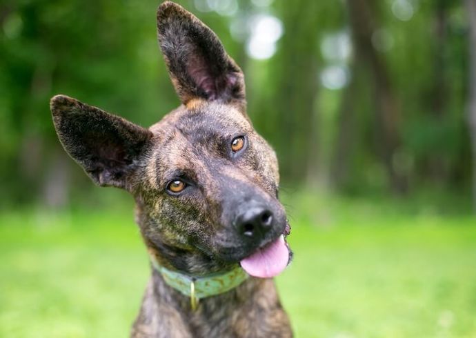 Dutch Shepherd