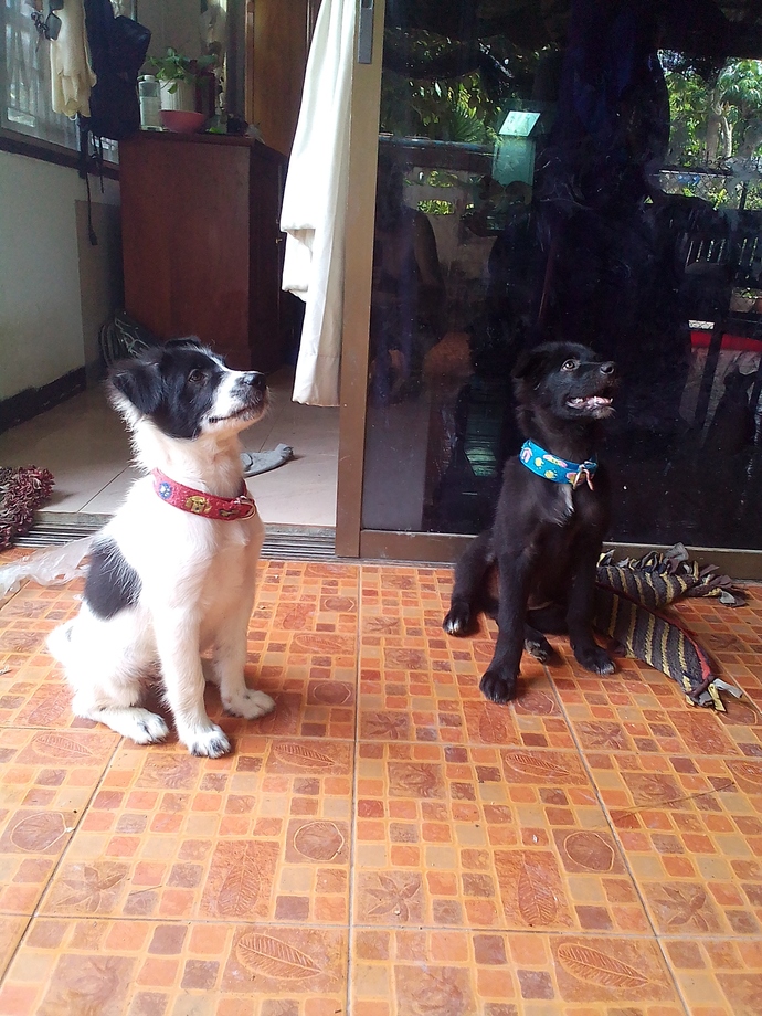 If you are a dog lover, what dog would you like to have?