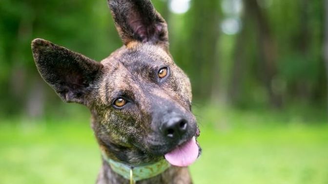 If you are a dog lover, what dog would you like to have?