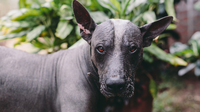 Mexican Hairless Dog