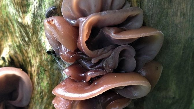 What's a weird food your partner introduced to you that you now enjoy?