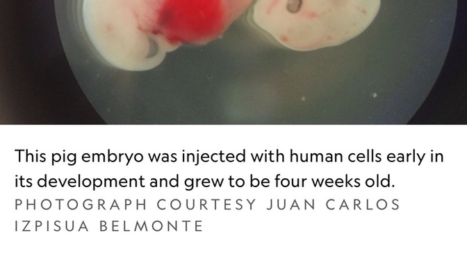 Are You In Support Of Scientists Trying To Create Human-Animal Hybrids?