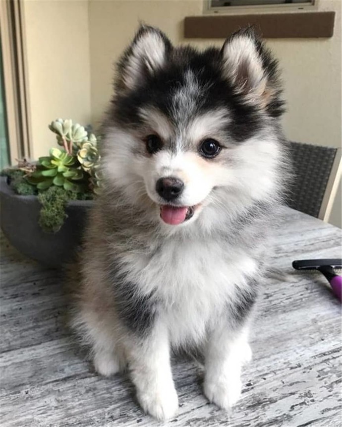Would you ever own a Pomeranian dog?