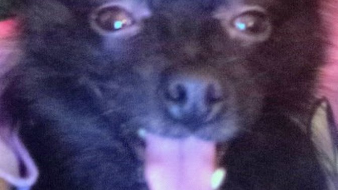 Would you ever own a Pomeranian dog?