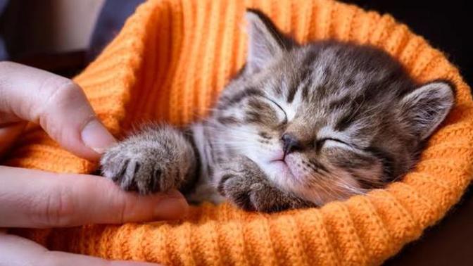 Can someone who doesn't love animals be your girlfriend or boyfriend?