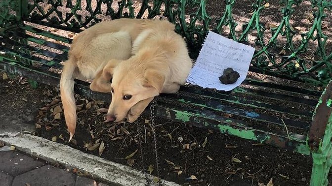Why the F do people abandon their dogs?