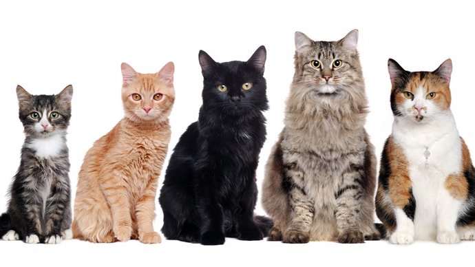 How many cats are too many?