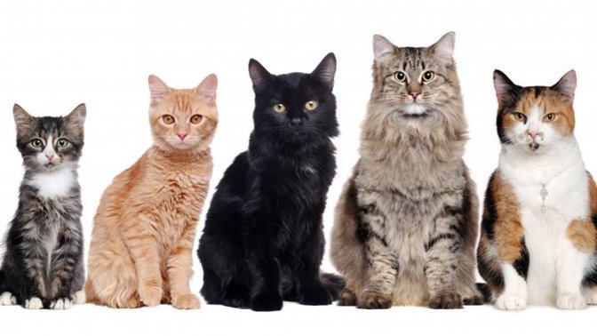 How many cats are too many?