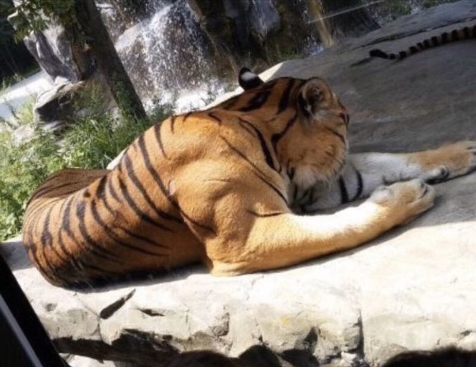 In the animal world, why do lions get more respect than tigers?