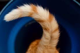 deine-tierwelt. de