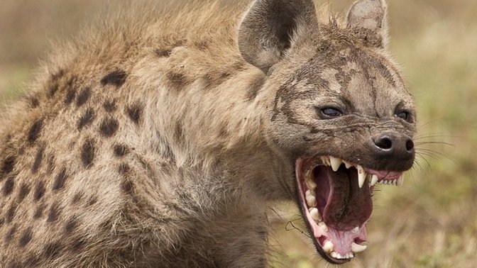 What animal deserves its own horror movie?