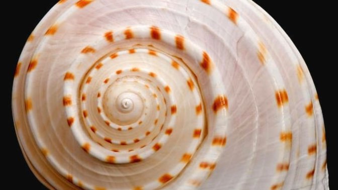 How are you celebrating FIBONACCI DAY?