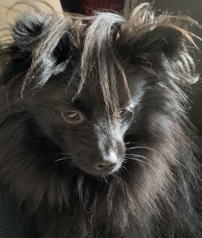 What is Something Unique about Your Pet (s)?
