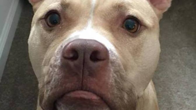 Girls, do you find it a con for your boyfriend to have a dog?