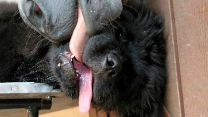 Since contracting Covid, or getting the vaccine, do you have a weird, bad, aftertaste in your mouth after eating?