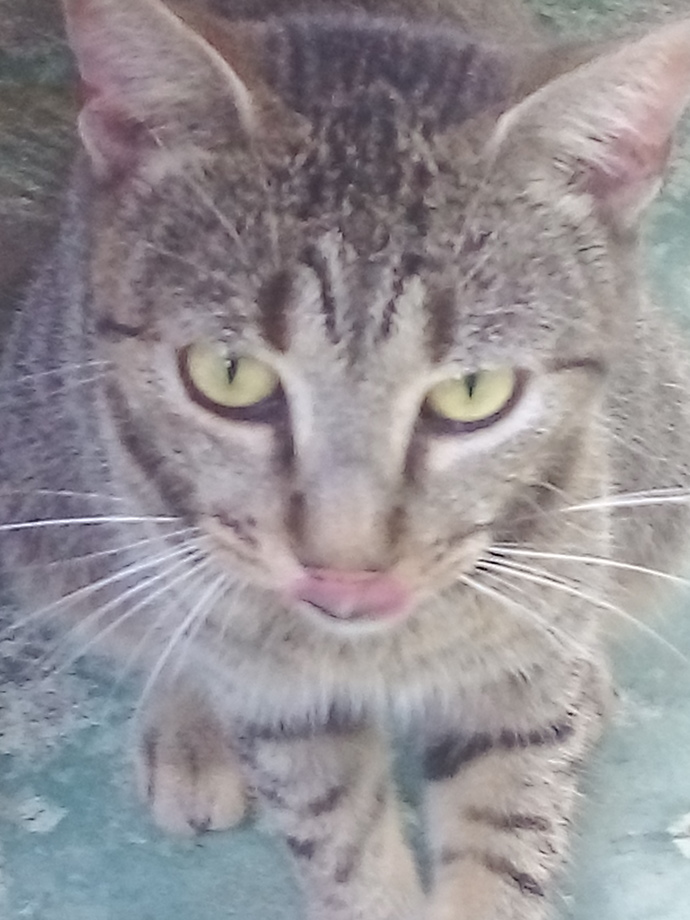 Are my cats beautiful?