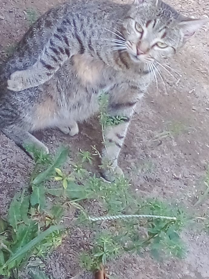 Are my cats beautiful?