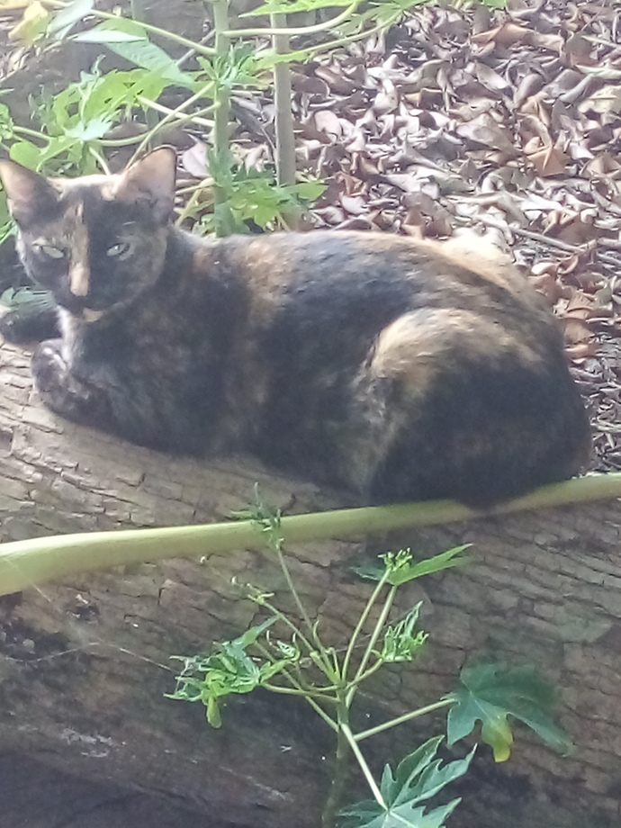 Are my cats beautiful?