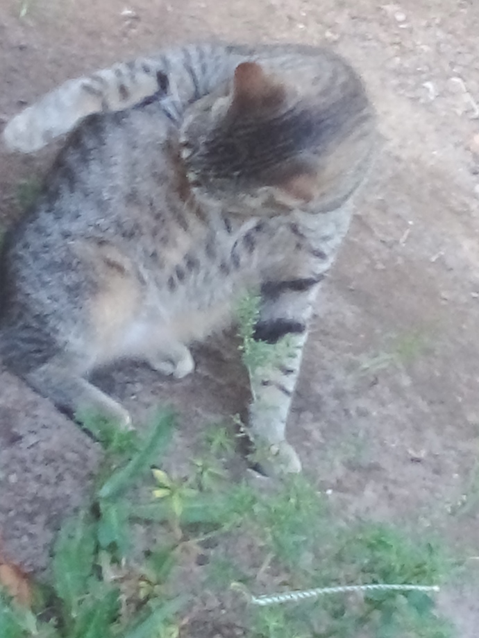 Are my cats beautiful?