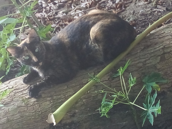 Are my cats beautiful?