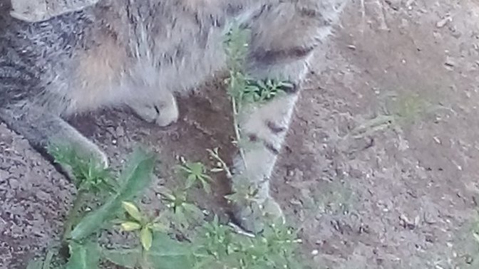 Are my cats beautiful?