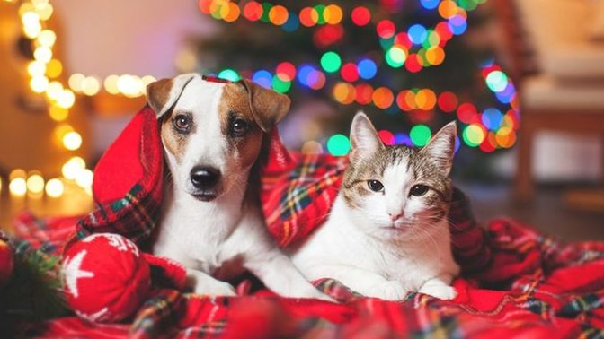 Do you buy your pet's Christmas gifts?