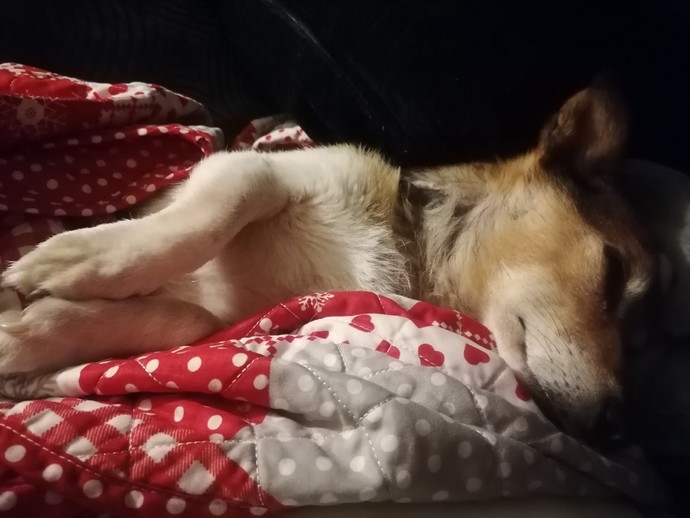 Do you ever play calm/relaxing music for your pets?