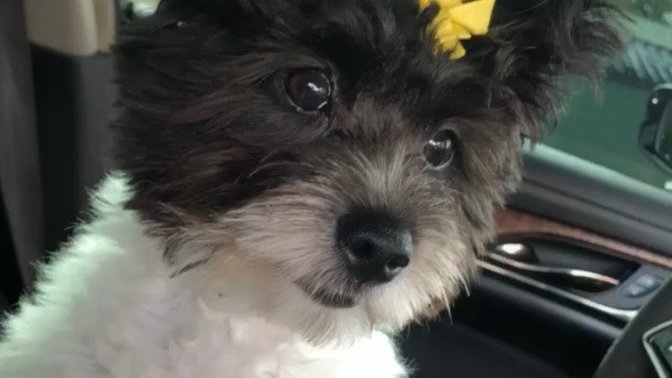 Do you buy Christmas presents for your pets?