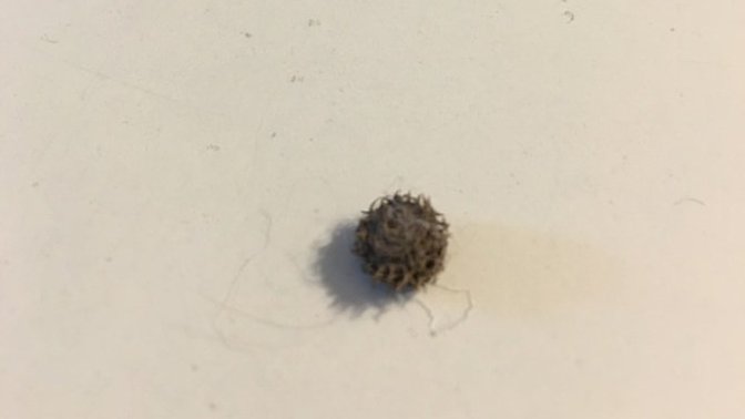 Are there any plant or gardening experts on gag that may know what plant produces these seed things?