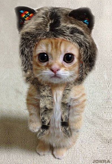 OK, I wore it for your picture on Facebook, now feed me!