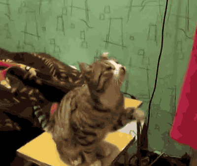 Do you feel special when a cat that isnt yours lets you pet them?