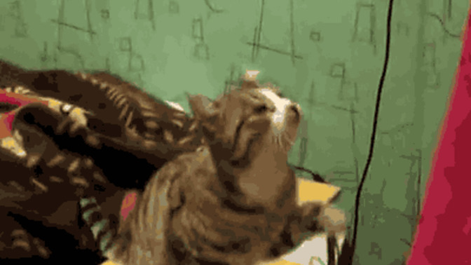 Do you feel special when a cat that isn't yours lets you pet them?