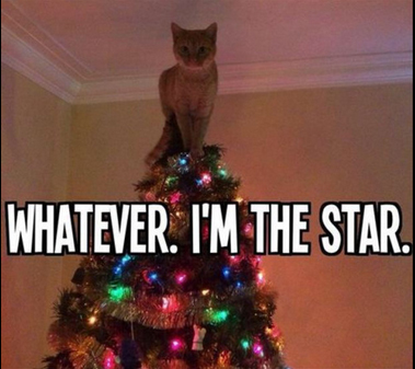 Which do you prefer: a star or an angel on top of the tree?