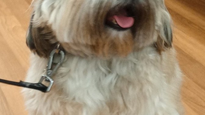 Please can everyone say happy birthday to my dog Lolly she's 11 today what should I do for her birthday anyone have any ideas?