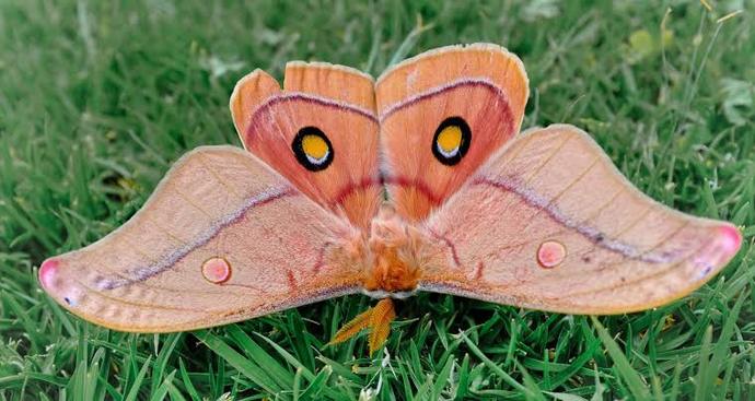 Another image of the same species