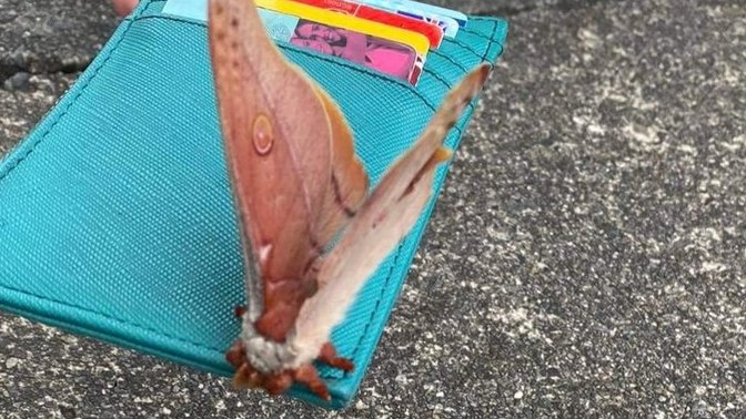Found a moth, how cute is she?